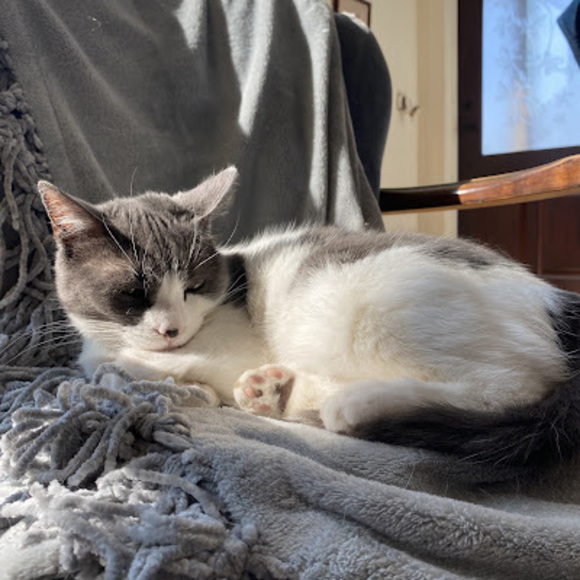 Meet your Posher, Elliana - Picture 1 of 1